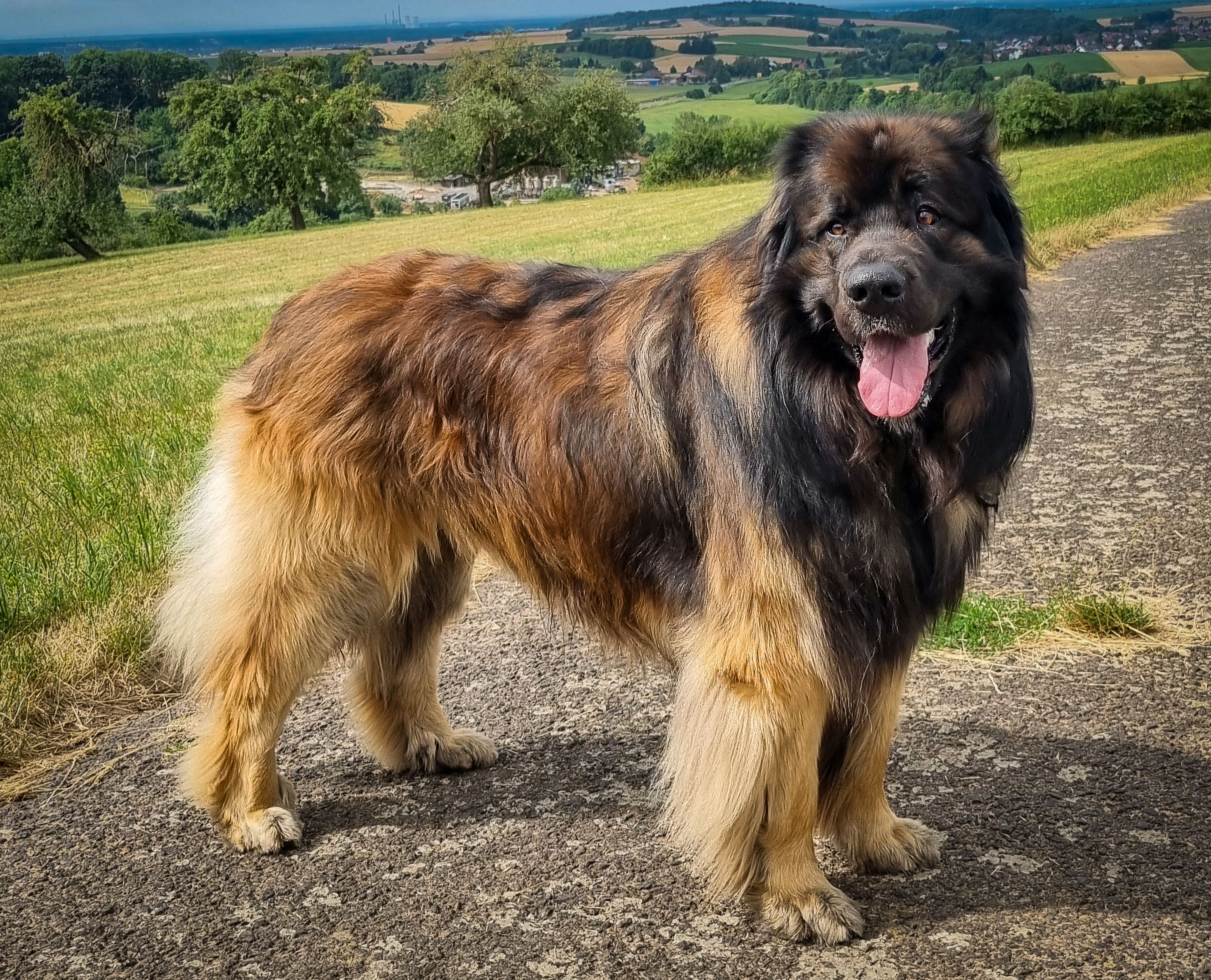 Jackpot Jolly Jumper Lion vom Steinbachwald