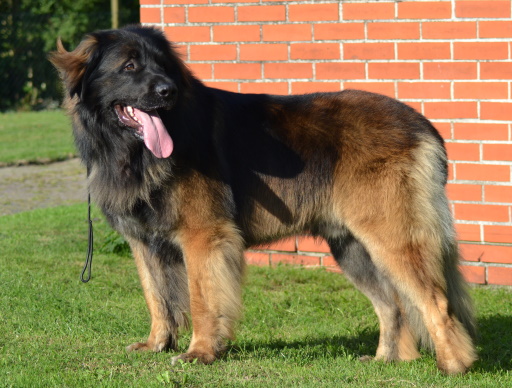 Batman begins from Gentle Moments