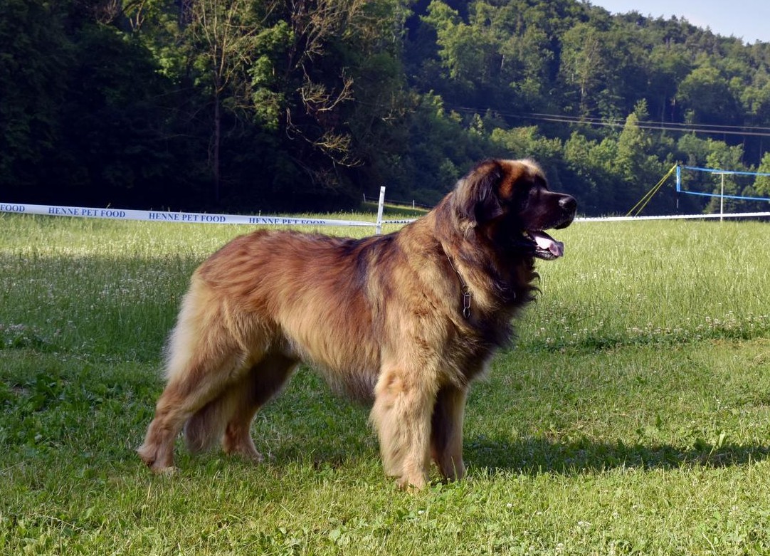 Otis vom Lowengarten2